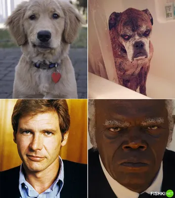 В Твиттере нашли собак, которые похожи на знаменитостей как две