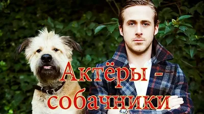 Собаки знаменитостей | Домашние животные | Дзен