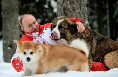 Тату в честь любимца, отдельный дом: кто из звезд заботится о животных  лучше, чем о детях - Звезды - WomanHit.ru