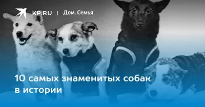 В Актау определились победители выставки собак «Каспийские звезды»