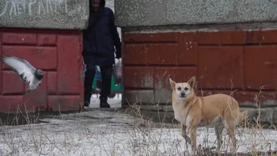 Свой дом будут искать собаки из приюта \"Пять звезд\" на фотовыставке в  Иркутске - IrkutskMedia.ru