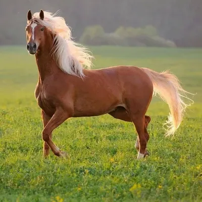 Игреневая масть лошадей - Мой Конь