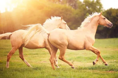 Соловая масть лошади фото фотографии