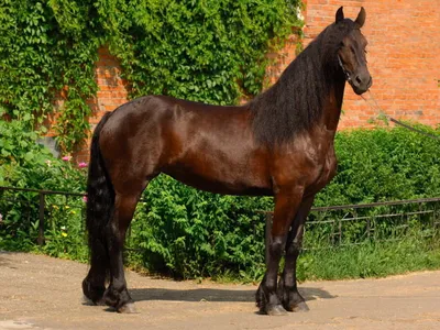 Соловая масть лошади: фото, описание, характеристика