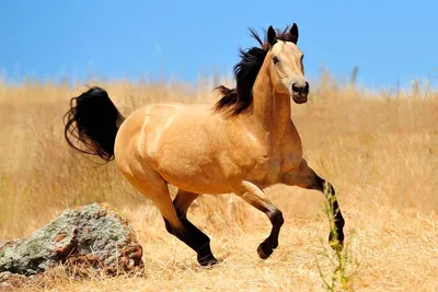 Гнедая масть лошади – происхождение и характерные черты. Основные вариации  окраса и описание гнедых коней. Особенности характера … | Лошади, Конюшни,  Морды животных