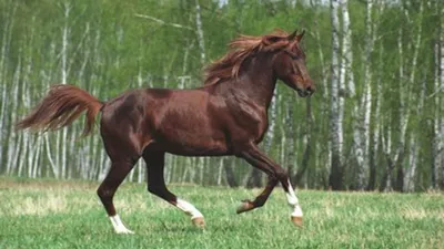 Соловая лошадь, скачет галопом, …» — создано в Шедевруме