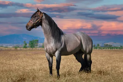 Какие бывают масти у лошадей? | Пикабу