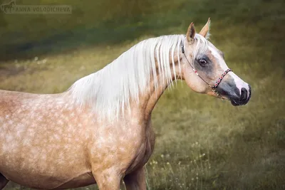 Пегая масть лошадей - Мой Конь