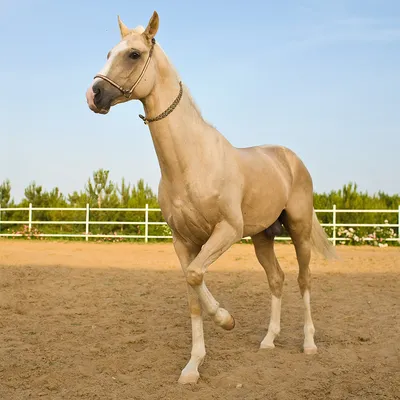Соловая масть лошадей - Мой Конь