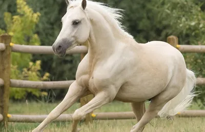 Соловая масть лошади: фото и характеристика | Мои лошадки