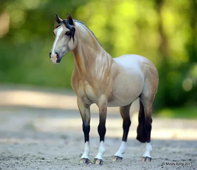 Гнедой конь: описание и фото гнедых лошадей