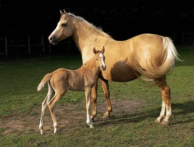 Паломино (лошади) — Википедия
