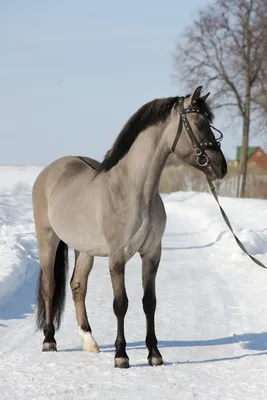Белая масть лошади - красивые фото