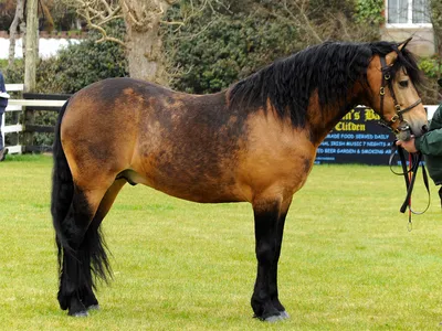 Соловая лошадь: фото, виды масти, внешний вид, характеристики