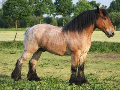Бурые лошади: цвета масти, подмастки, породы с бурой мастью, фото