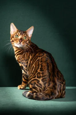 Сомалийский кот - это прекрасная порода кота, которую называют миниатюрной  лисой Стоковое Изображение - изображение насчитывающей задвижка,  красивейшее: 165412923