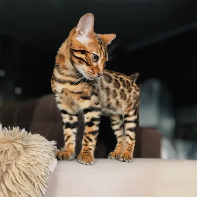 Big Marshal Leonard - Питомник бенгальских кошек Big Marshal (Москва)
