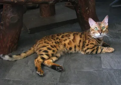 Бенгальские коты - Питомник Rexfelis