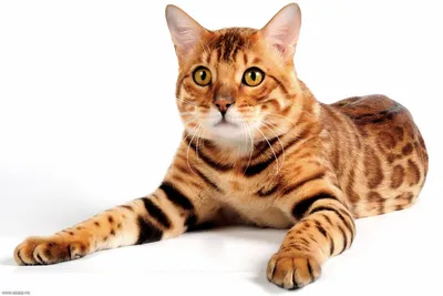 Бенгальский кот, красиво, реалистично…» — создано в Шедевруме