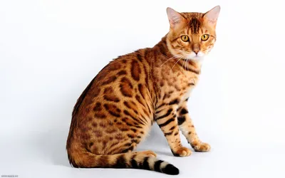 Фотогалерея \"Бенгальские кошки\" - \"Бенгальский кот (питомник Flawless Сat)\"  - Фото породистых и беспородных кошек и котов.