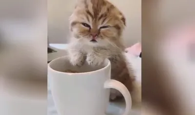 Сонный котенок возле кружки кофе умилил пользователей Сети