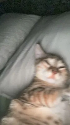 Очень сонный кот стоковое изображение. изображение насчитывающей сон -  208300371