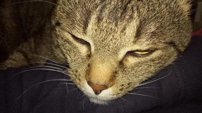 Найден самый сонный кот в мире (ФОТО)