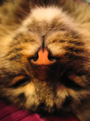Сонный кот - картинки и фото koshka.top