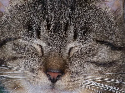 Сонный кот Стоковые фотографии, картинки, все без лицензионных отчислений -  Envato Elements