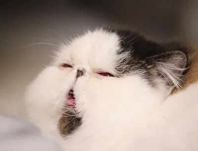Мемы 2019 - в сети нашли самого сонного кота в мире - фото