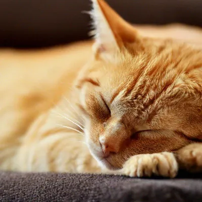 Сонный кот: истории из жизни, советы, новости, юмор и картинки — Все посты  | Пикабу