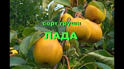 Груша Лада - описание сорта, отзывы и фото груш