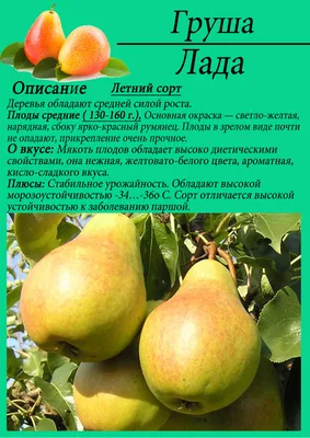 Набор из саженцев груши 3шт. Бере Лада - купить с доставкой по выгодным  ценам в интернет-магазине OZON (1193465076)