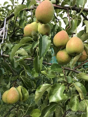 Самые популярные и вкусные сорта груш - полезные статьи о садоводстве от  Agro-Market24