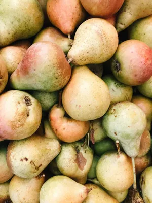 Самые популярные и вкусные сорта груш - полезные статьи о садоводстве от  Agro-Market24