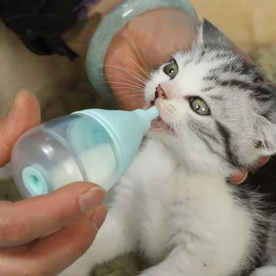 Бутылочки для котят 50 мл бутылочки для новорожденных щенков бутылочка для  молока для котят маленькая соска дизайн умеренной емкости для новорожденных  щенков домашних питомцев | AliExpress