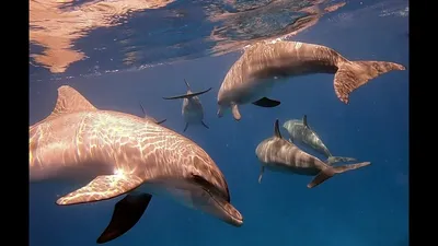 Оказалось, самцы дельфинов образуют союз, чтобы спариться