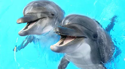 Дельфины в дикой природе. Секс, игры, общение - YouTube