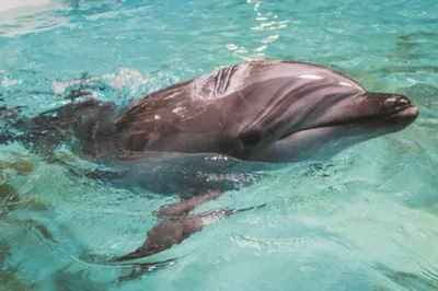 Самки дельфинов получают оргазм - KP.RU