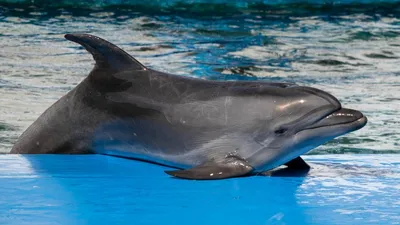 Двух Дельфинов Спаривания — стоковые фотографии и другие картинки Дельфин -  Дельфин, Спаривание животных, Без людей - iStock