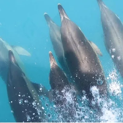 Спаривание рыб калечит дельфинов, выяснили ученые - Рамблер/новости