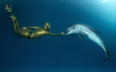 Ученые разобрались в механизме совокупления дельфинов, надув их гениталии -  Газета.Ru