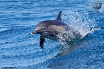 Стоковое видео категории «Премиум» — Дельфины спаривание спаривание под  водой кадр замедленная съемка