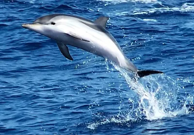 У дельфинов нашли функционирующий клитор. Оказывается, они тоже испытывают  удовольствие во время секса 🐬 — Meduza
