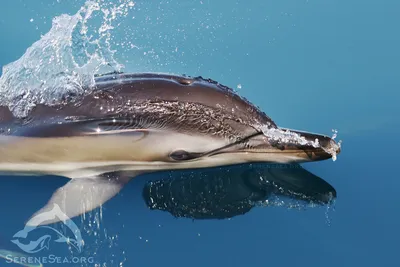 Больные дельфины используют мышцы в качестве источника энергии для  выживания - исследование - новости Израиля и мира