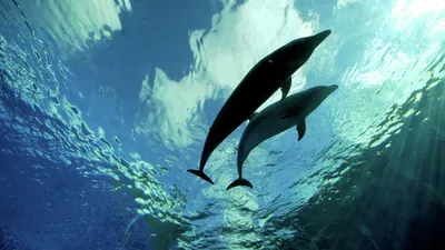 Альфа-самцы дельфинов | Пикабу