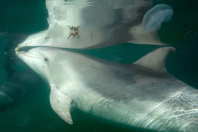 Дикие дельфины серфинга вместе с тропический рай острова в Квинсленде,  Австралия Стоковое Фото - изображение насчитывающей праздники, жизнь:  187958282