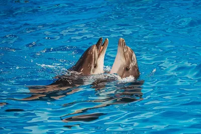 В Приморском океанариуме во Владивостоке погиб дельфиненок - РИА Новости,  07.04.2023