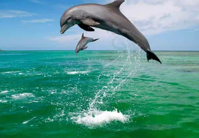 Перу магазин Lama Lux on Instagram: \"Розовые амазонские дельфины:  размножение Брачный период этих дельфинов приходится на сухой сезон, когда  они \"зажаты\" в устьях рек. В период размножения самцы иний становятся очень  агрессивны