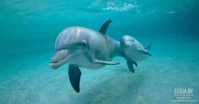 Почему в Черном море гибнут дельфины и сколько нам придется ждать, чтобы  восстановить их популяцию – Рубрика